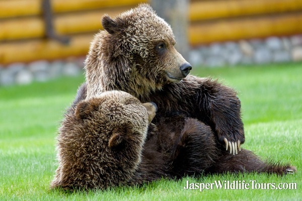 Jasper Wildlife Tours Grizzly Bears