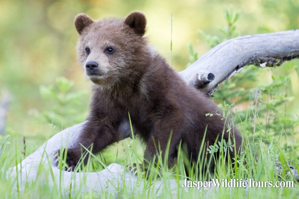 Jasper Wildlife Tours Grizzly Bear Cub